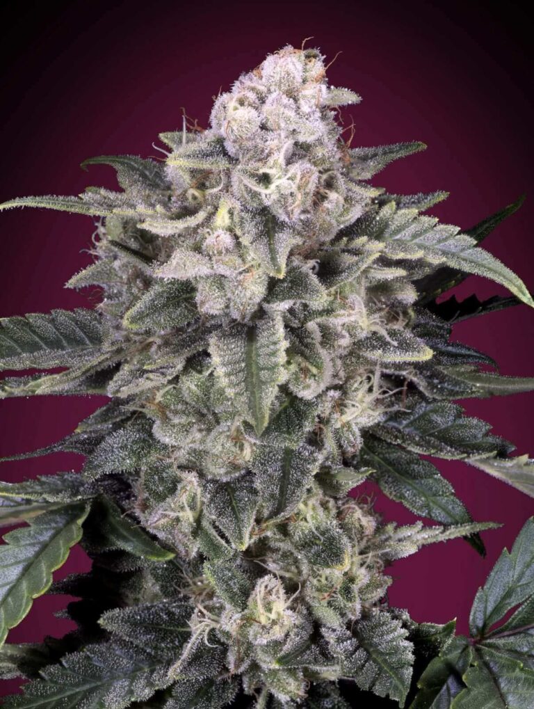 Slurricane Feminized Seeds - 1Seeds