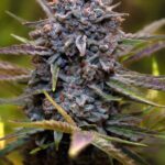 slurricane-feminized-seeds-cannabis-strain-bud