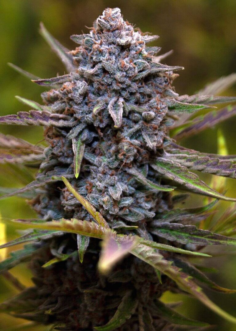 slurricane-feminized-seeds-cannabis-strain-bud
