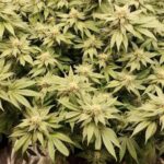 slurricane-feminized-seeds-cannabis-strain-plant