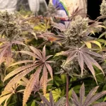 slurricane-feminized-seeds-cannabis-strain-plant-2