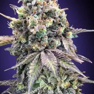 slurricane-feminized-seeds-cannabis-strain-usa