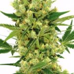 amnesia-haze-autoflower-seeds-cannabis-strain-usa