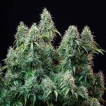 amnesia-haze-autoflower-seeds-cannabis-strain-usa