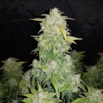 amnesia-haze-autoflower-seeds-cannabis-strain-usa