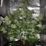 amnesia-haze-autoflower-seeds-cannabis-strain-usa