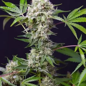 amnesia-haze-autoflower-seeds-cannabis-strain-usa