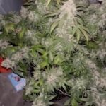 apple-fritter-autoflower-seeds-cannabis-strain