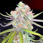 Apple Fritter Autoflower Seeds - 1Seeds