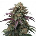 apple-fritter-autoflower-seeds-cannabis-strain