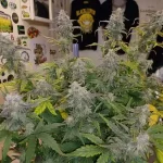 apple-fritter-autoflower-seeds-cannabis-strain