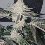 apple-fritter-autoflower-seeds-cannabis-strain