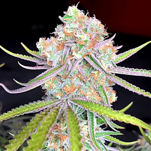 apple-fritter-autoflower-seeds-cannabis-strain