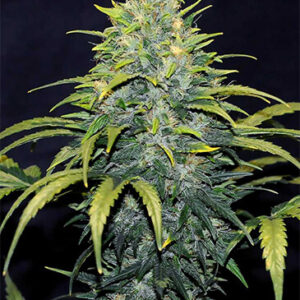 bruce-banner-autoflower-seeds-cannabis-strain