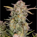 bruce-banner-autoflower-seeds-cannabis-strain