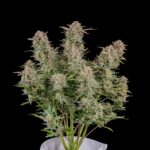 bruce-banner-autoflower-seeds-cannabis-strain