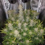 bruce-banner-autoflower-seeds-cannabis-strain