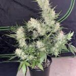 do-si-dos-autoflower-cannabis-seeds