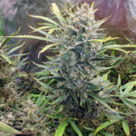 do-si-dos-autoflower-cannabis-seeds