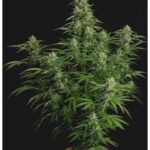 do-si-dos-autoflower-cannabis-seeds