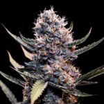 do-si-dos-autoflower-cannabis-seeds-usa-strain