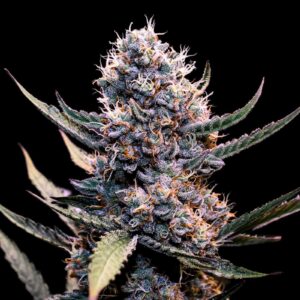 do-si-dos-autoflower-cannabis-seeds-usa-strain