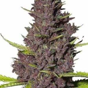 granddaddy-purple-autoflower-seeds-strain-cannabis-usa