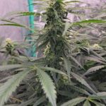 granddaddy-purple-autoflower-seeds-strain-cannabis-usa