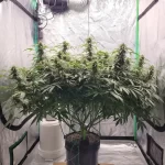 granddaddy-purple-autoflower-seeds-strain-cannabis-usa