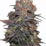 granddaddy-purple-autoflower-seeds-strain-cannabis-usa