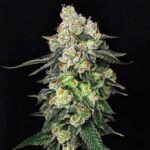 grease-monkey-autoflower-seeds-cannabis-strain