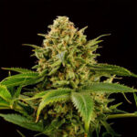 grease-monkey-autoflower-seeds-cannabis-strain