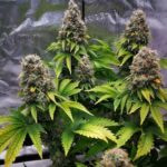 grease-monkey-autoflower-seeds-cannabis-strain