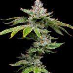 grease-monkey-autoflower-seeds-cannabis-strain