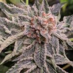 hawaii-maui-waui-feminized-cannabis-seeds-bud-usa