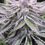 hawaii-maui-waui-feminized-cannabis-seeds-bud-usa