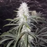 hawaii-maui-waui-feminized-cannabis-seeds-bud-usa