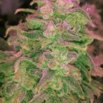 hawaii-maui-waui-feminized-cannabis-seeds-bud-usa