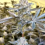 jealousy-feminized-seeds-cannabis-strain