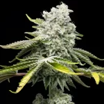 jealousy-feminized-seeds-cannabis-strain-usa