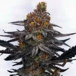 jealousy-feminized-seeds-cannabis-strain-usa