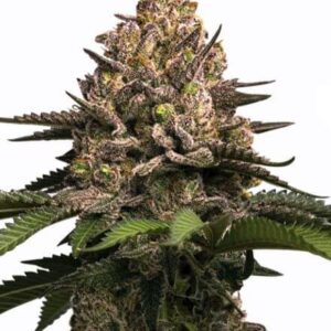 jealousy-feminized-seeds-cannabis-strain-usa