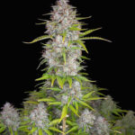 orange-sherbet-feminized-seeds-cannabis-strain-usa