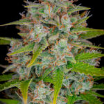 orange-sherbet-feminized-seeds-cannabis-strain-usa