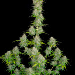 orange-sherbet-feminized-seeds-cannabis-strain-usa