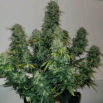 orange-sherbet-feminized-seeds-cannabis-strain-usa