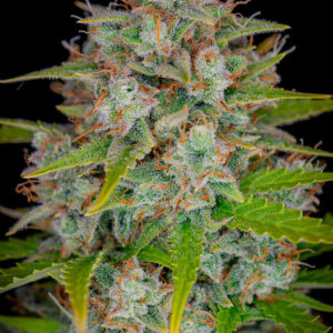 orange-sherbet-feminized-seeds-cannabis-strain-usa