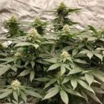 peanut-butter-breath-auto-cannabis-seeds-strain