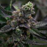 peanut-butter-breath-auto-cannabis-seeds-strain