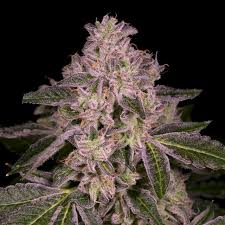 peanut-butter-breath-auto-cannabis-seeds-strain